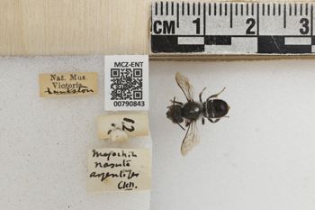 Media type: image;   Entomology 790843 Aspect: Labels